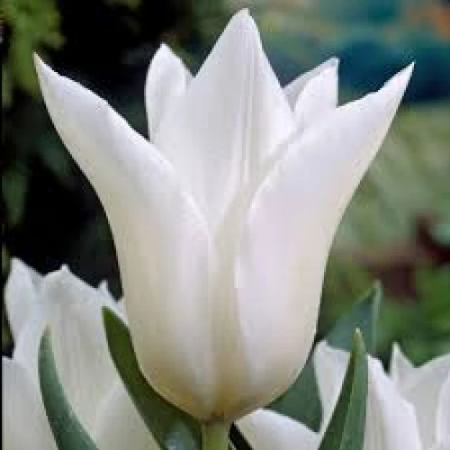 Tulip White Triumphator 